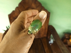 Pelidnota prasina