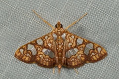 Glyphodes canthusalis