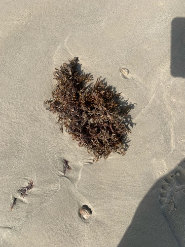 photo of Sargassum And Allies (Sargassaceae)