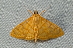 Hyalobathra