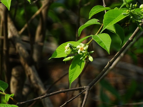 Image of Wrightia arborea by no rights reserved