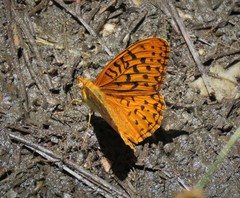 Speyeria coronis semiramis