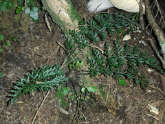 Asplenium richardii