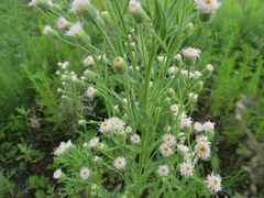 Erigeron acris