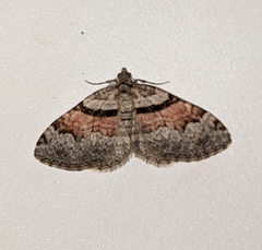 Xanthorhoe packardata