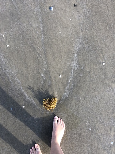 photo of Sargassum And Allies (Sargassaceae)