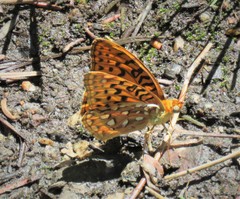 Speyeria coronis semiramis