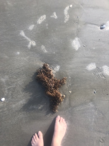 photo of Sargassum And Allies (Sargassaceae)