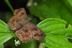 Staphylus ascalaphus