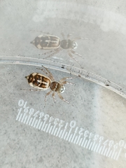 Cosmophasis baehrae