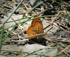 Speyeria coronis semiramis