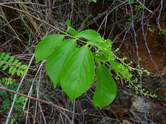 Celastrus paniculatus