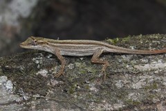Anolis unilobatus