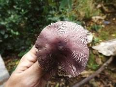 Fungi
