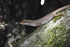 Anolis unilobatus