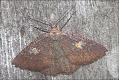 Apodasmia rufonigraria