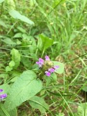 Prunella vulgaris