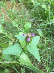 Prunella vulgaris