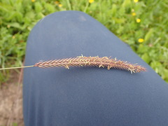 Hordeum brevisubulatum