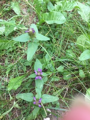 Prunella vulgaris