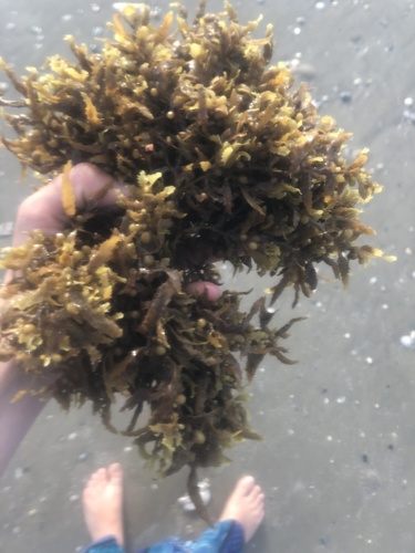 photo of Sargassum And Allies (Sargassaceae)