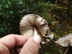 Fungi