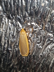 Eilema depressa