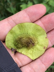 Pterocarpus vidalianus