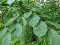 Ulmus