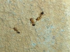 Trichomyrmex destructor