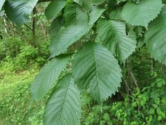 Ulmus