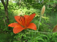 Lilium pensylvanicum