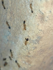Trichomyrmex destructor