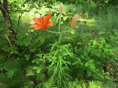 Lilium pensylvanicum