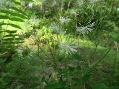 Thalictrum aquilegiifolium