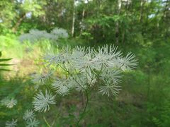Thalictrum aquilegiifolium