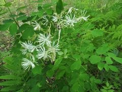 Thalictrum aquilegiifolium