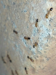 Trichomyrmex destructor
