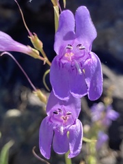 Penstemon venustus