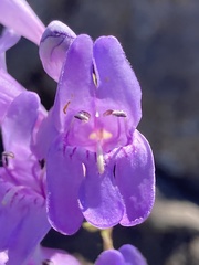 Penstemon venustus