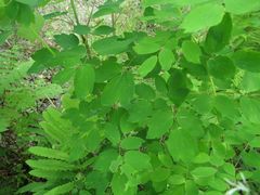 Thalictrum aquilegiifolium