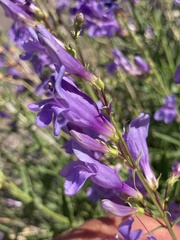 Penstemon venustus