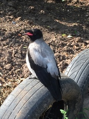 Corvus cornix