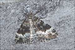 Chrysolarentia argocyma