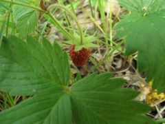 Fragaria vesca