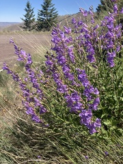 Penstemon venustus