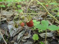 Fragaria vesca