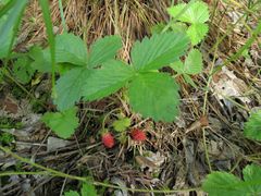 Fragaria vesca