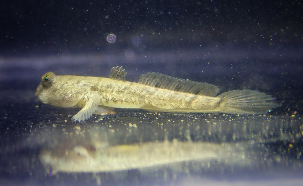 Blue Spotted Mudskipper
