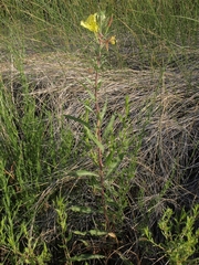 Oenothera elata hirsutissima